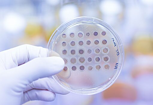 Gloved hand holding a culture plate