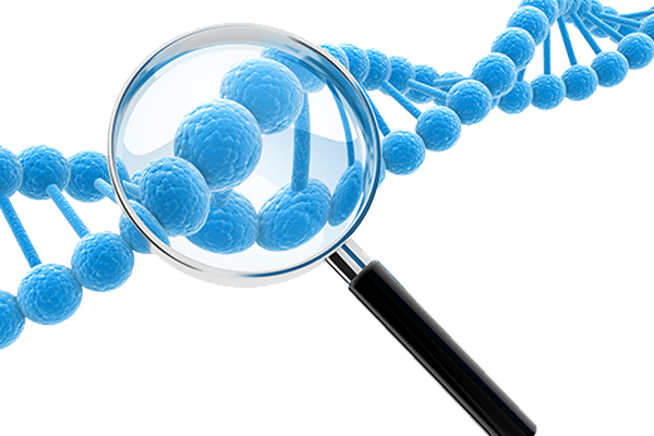 Magnifying glass over a DNA strand, representing GMO screening