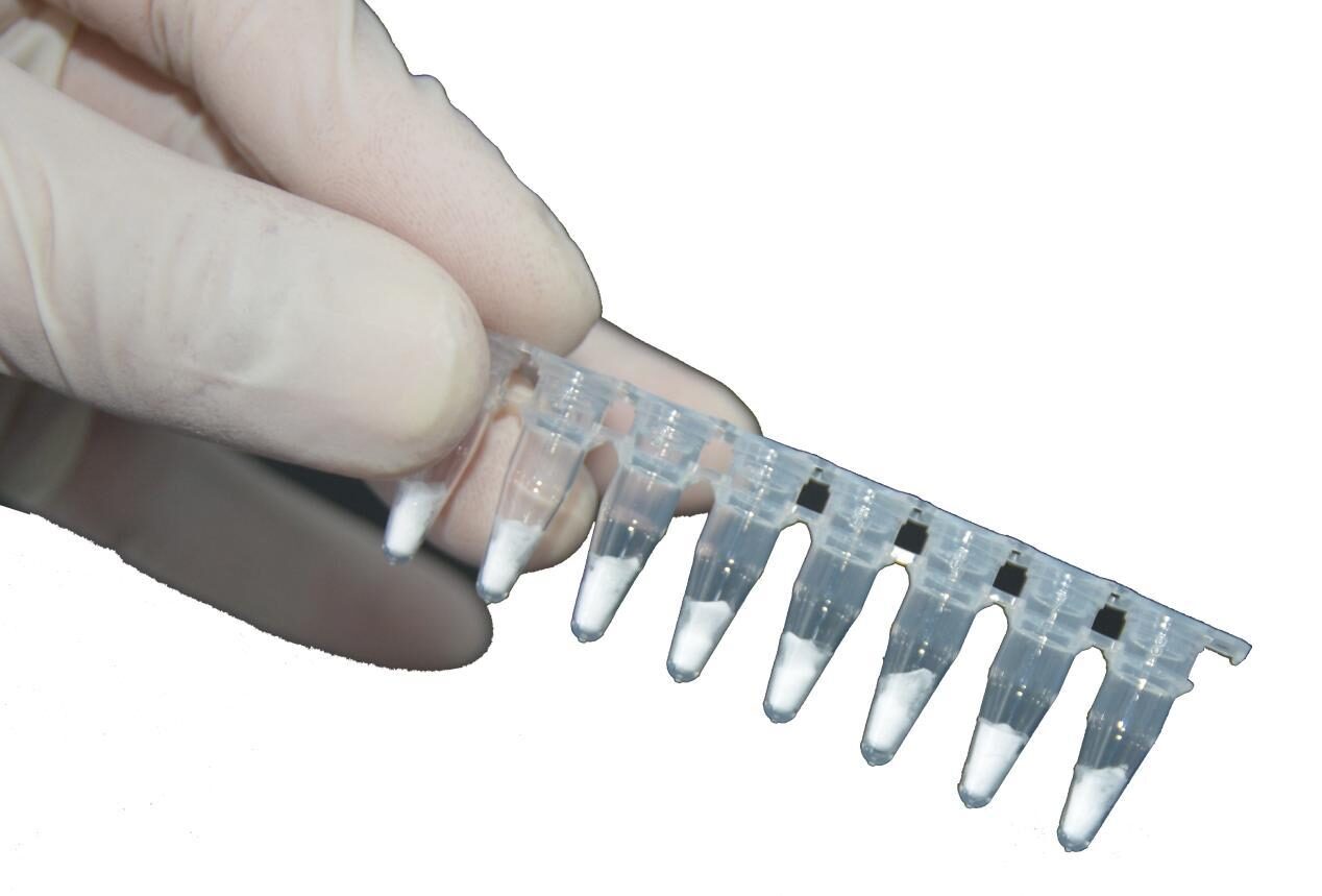 Gloved hand holding an eight-tube RAA reagent strip